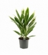 Cordyline