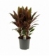 Cordyline