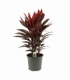 Cordyline