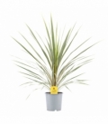 Cordyline