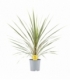 Cordyline