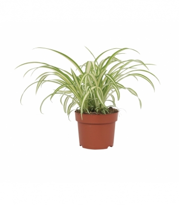 Chlorophytum