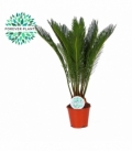 Cycas