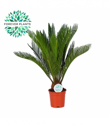 Cycas