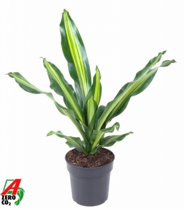 Dracaena