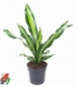 Dracaena