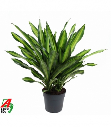 Dracaena