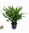 Dracaena