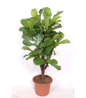 Ficus