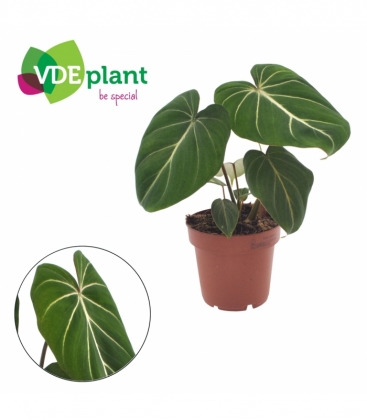 Philodendron