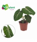 Philodendron