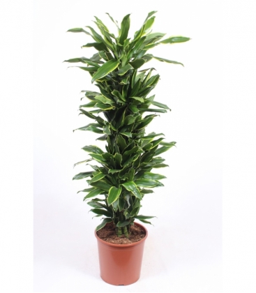 Dracaena