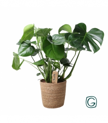 Monstera