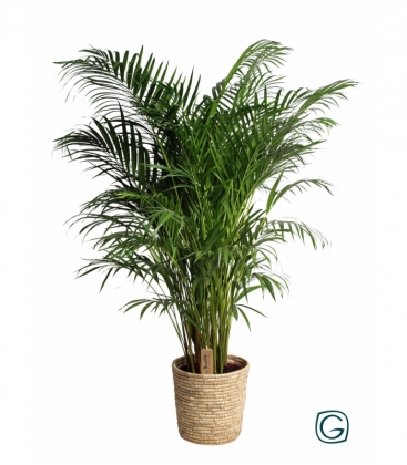 Dypsis