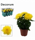 Chrysanthemum