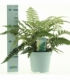 Polystichum