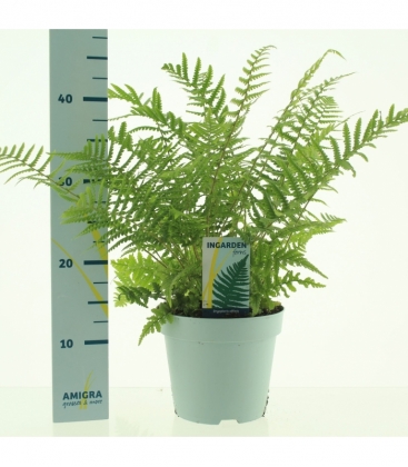 Dryopteris