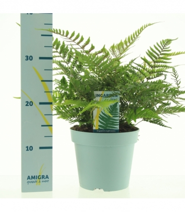 Dryopteris