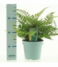 Dryopteris