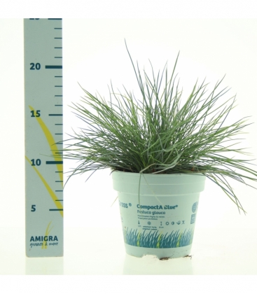 Festuca