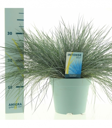 Festuca