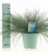 Festuca