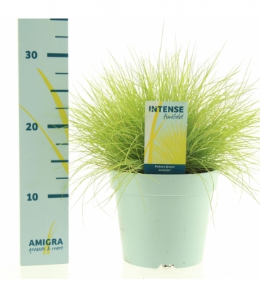 Festuca