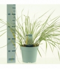 Calamagrostis