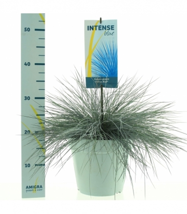 Festuca