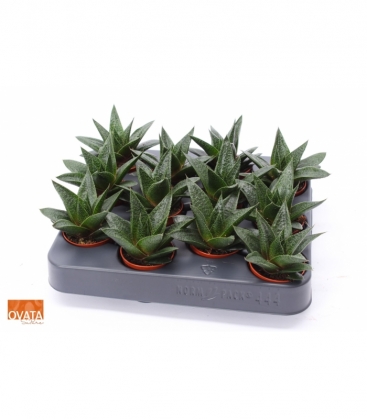 Gasteria