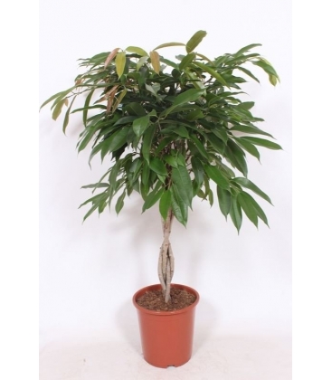 Ficus