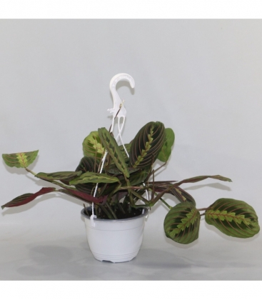 Maranta