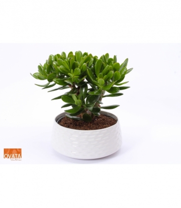 Crassula