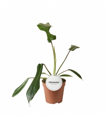 Philodendron