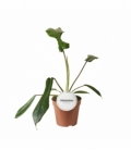 Philodendron