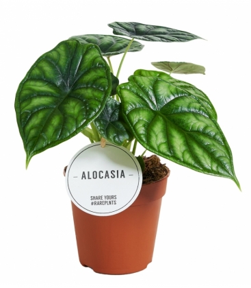 Alocasia