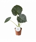 Alocasia