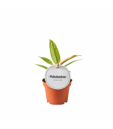 Philodendron