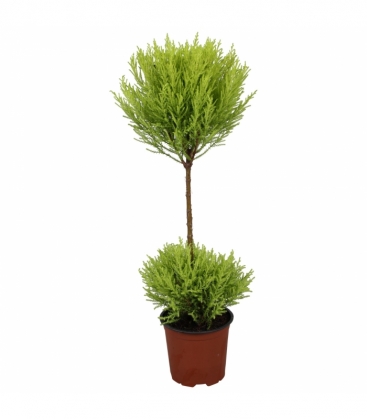 Cupressus