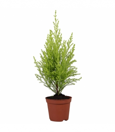 Cupressus