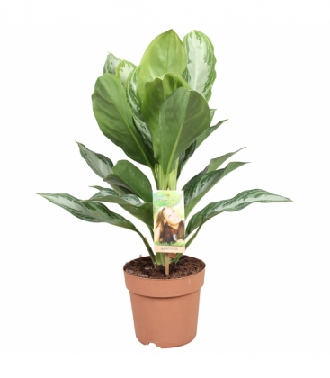 Aglaonema