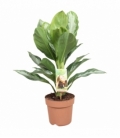 Aglaonema