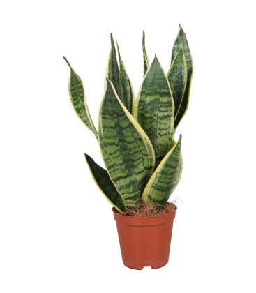 Sansevieria