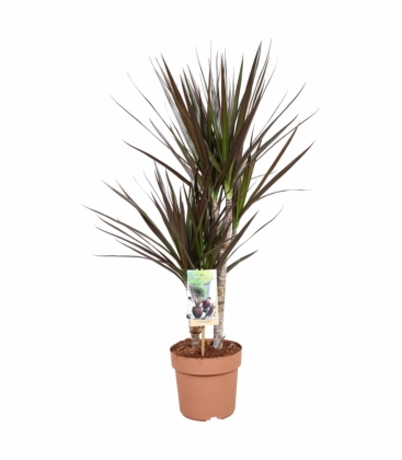 Dracaena