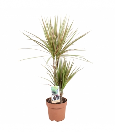 Dracaena