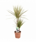 Dracaena