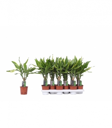 Dracaena