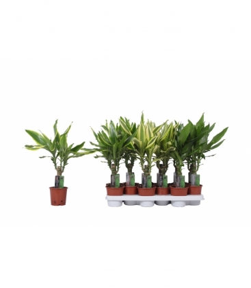 Dracaena