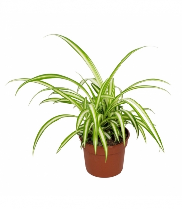 Chlorophytum