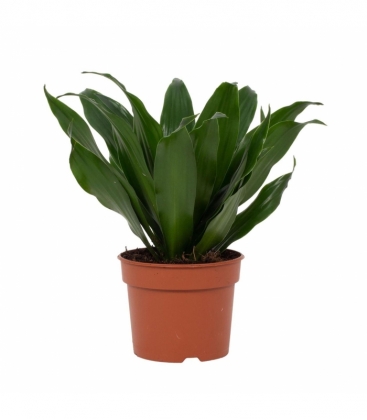 Dracaena